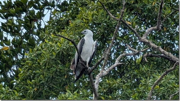 Fish Eagle