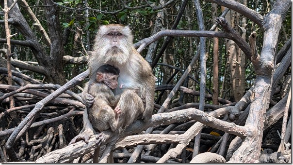Macaques in the mangrove