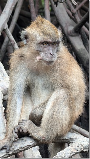 Makaken in the mangrove