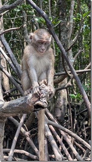 Macaques in the mangrove