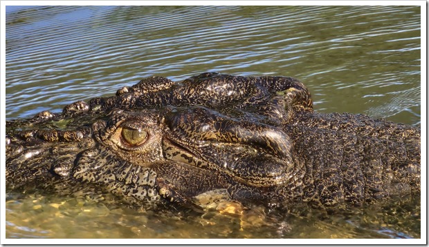 Saltwater crocodile in Kakadu National Park