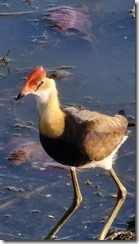 Comb-crested jacana (aka lotusbird or lilytrotter)