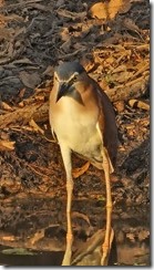 Nankeen night heron