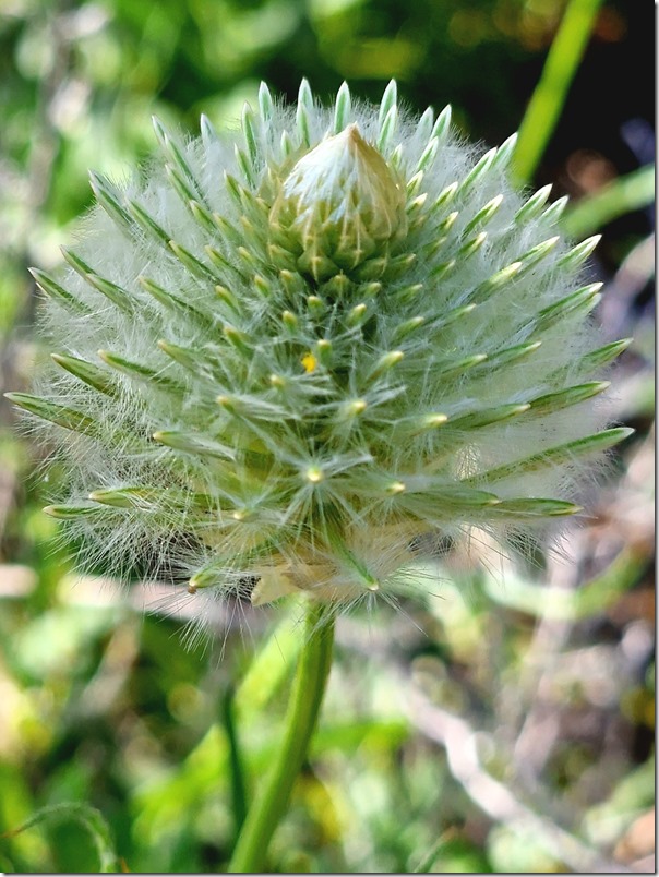 Isopogon anemonifolius (aka broad-leaf drumstick)