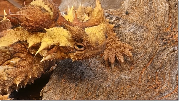 Moloch horridus (aka thorny devil)