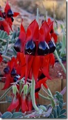 Swainsona formosa (aka Sturt's desert pea)