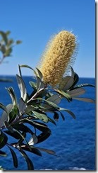 Banksia integrifolia