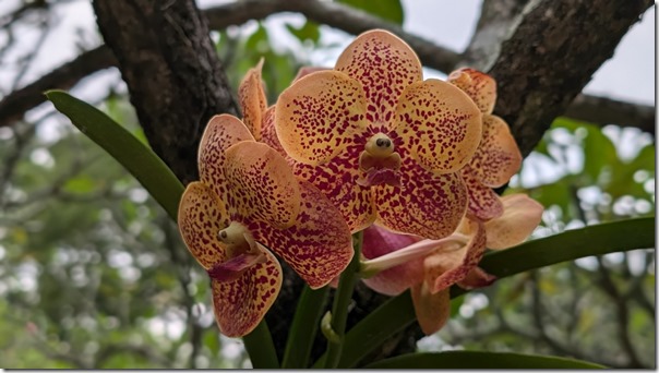 National Orchid Garden - Singapore