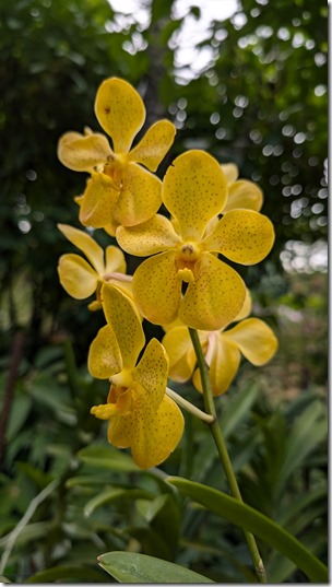 National Orchid Garden - Singapore