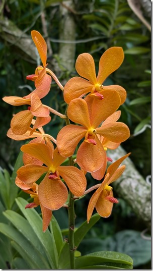 National Orchid Garden - Singapore