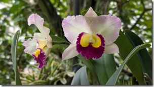 National Orchid Garden - Singapore