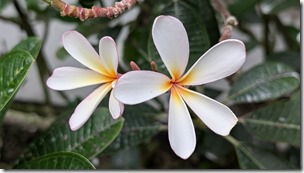 National Orchid Garden - Singapore