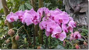 National Orchid Garden - Singapore