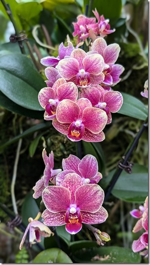 National Orchid Garden - Singapore