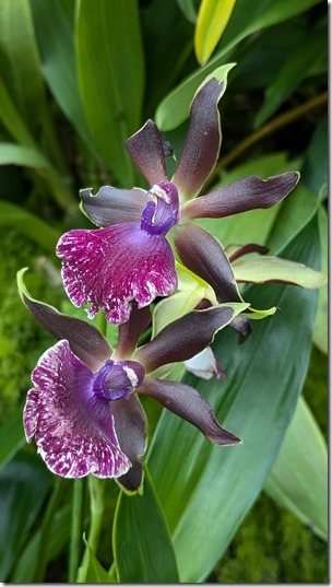 National Orchid Garden - Singapore