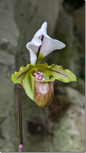 National Orchid Garden - Singapore