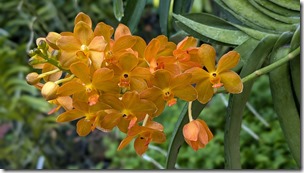 National Orchid Garden - Singapore