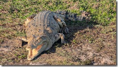 Saltwater crocodile