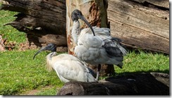 Black-headed ibis