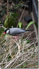 Java sparrow (aka java finch)