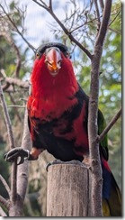 Black-capped lory