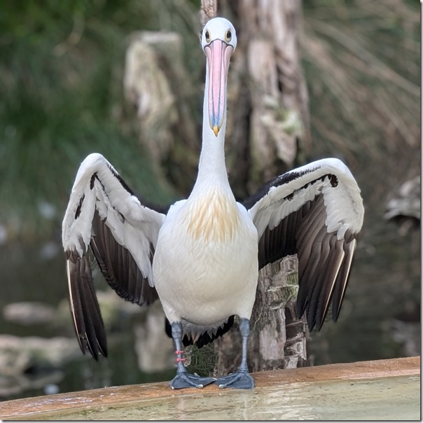 Australian pelican