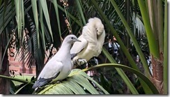 Pied imperial pigeon