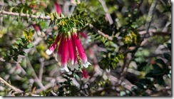 Epacris longiflora (aka cigarette flower)