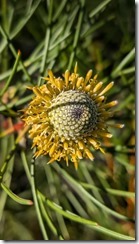 Isopogon anemonifolius (aka broad-leaf drumstick)