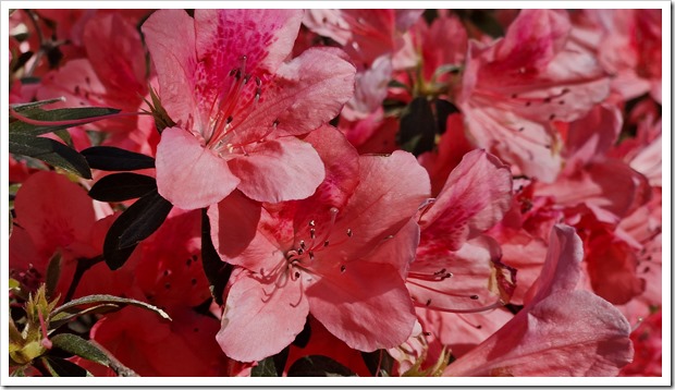 Azaleas