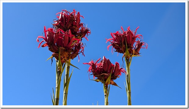 Doryanthes excelsa (aka gymea lily)